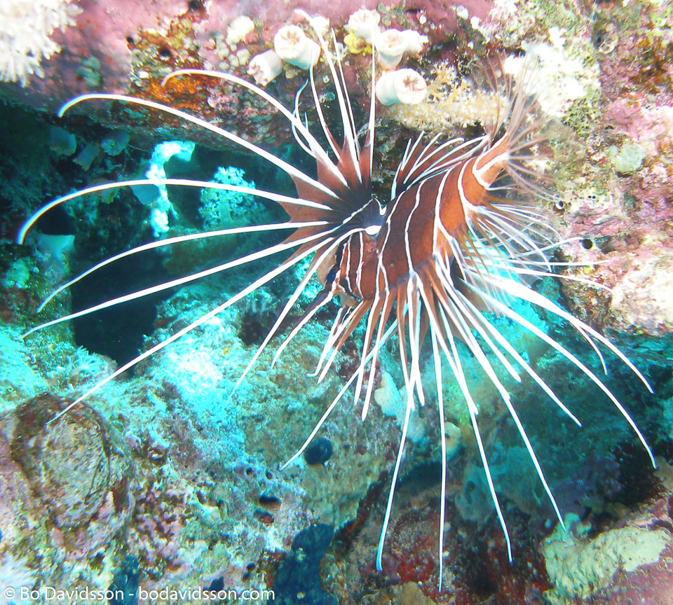 BD-071215-Sharm-151937-Pterois-radiata.-Cuvier.-1829-[Radial-firefish.-Stråldrakfisk].jpg